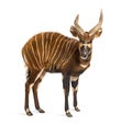 Bongo, antelope, Tragelaphus eurycerus standing against white Royalty Free Stock Photo