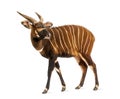 Bongo, antelope, Tragelaphus eurycerus standing, isolated Royalty Free Stock Photo