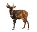 Bongo, antelope, Tragelaphus eurycerus standing, isolated