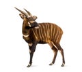 Bongo, antelope, Tragelaphus eurycerus standing, isolated Royalty Free Stock Photo