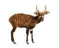 Bongo, antelope, Tragelaphus eurycerus standing