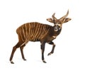 Bongo, antelope, Tragelaphus eurycerus walking against white Royalty Free Stock Photo