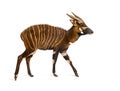 Bongo, antelope, Tragelaphus eurycerus walking against white Royalty Free Stock Photo