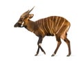 Bongo, antelope, Tragelaphus eurycerus walking against white Royalty Free Stock Photo