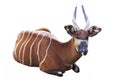 The Bongo antelope