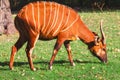 Bongo Antelope grazes peacefully green grass Royalty Free Stock Photo