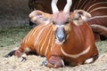 bongo antelope in a zoo - france Royalty Free Stock Photo