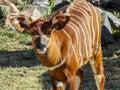 Bongo Calf in the Sun Royalty Free Stock Photo