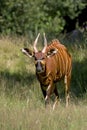 Bongo, taurotragus euryceros, Male Royalty Free Stock Photo
