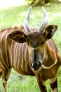 Bongo, taurotragus euryceros, Male Royalty Free Stock Photo