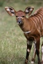 Bongo, Tragelaphus eurycerus Royalty Free Stock Photo