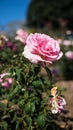 Bonica Rose Bush Closeup Royalty Free Stock Photo
