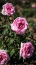 Bonica Rose Bush Royalty Free Stock Photo