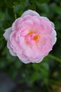 Bonica Rose Royalty Free Stock Photo