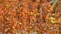 The bonifire moss small nonvascular spore-bearing land plants Royalty Free Stock Photo
