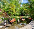 Bonita Springs Florida wonder gardens pink flamingos