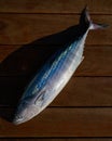 Bonito fish Sarda Sarda tuna fresh catch