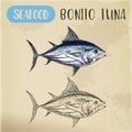Bonito tuna or sardini tribe fish, mackerel sketch