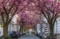 BONN, GERMANY - APRIL 21, 2018: Breitestrasse or Cherry Blossom Avenue