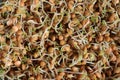 Germinated mountain lentils image closeup in natural light