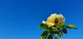 Yellow rose in beautiful weather with blue sky Royalty Free Stock Photo