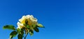 Yellow rose in beautiful weather with blue sky Royalty Free Stock Photo