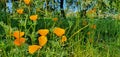 Flower meadow with yellow flowers, grass and trees against a blue sky Royalty Free Stock Photo