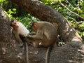 Bonnet Macaque Royalty Free Stock Photo