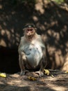 Bonnet Macaque Royalty Free Stock Photo