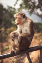 Bonnet macaque captive monkey sitting on a fence Royalty Free Stock Photo