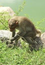 Bonnet Macaque catching insect