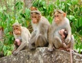 Bonnet Macaque - Indian Monkeys - Family with two Young Kids Royalty Free Stock Photo