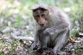 Bonnet Macaque in Kerala