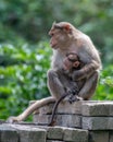 Bonnet macaque Macaca radiata cuddling its young one at Munnar Royalty Free Stock Photo