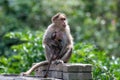 Bonnet macaque Macaca radiata cuddling its young one at Munnar Royalty Free Stock Photo