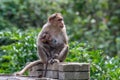 Bonnet macaque Macaca radiata cuddling its young one at Munnar Royalty Free Stock Photo