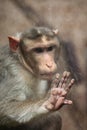 Bonnet macaque (Macaca radiata). Royalty Free Stock Photo