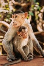 . Bonnet Macaque - Macaca Radiata Or Zati With Newborn Sitting On Ground. Monkey With Infant Baby Royalty Free Stock Photo