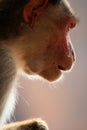 Bonnet Macaque Monkey in Badami Fort