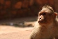 Bonnet Macaque Monkey in Badami Fort