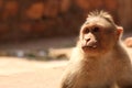 Bonnet Macaque Monkey in Badami Fort