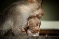 Bonnet Macaque monkey with her baby Monkey Royalty Free Stock Photo