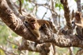 Bonnet Macaque monkey lying on tree