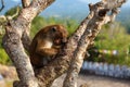 Bonnet Macaque monkey sleeping on tree