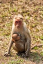 Bonnet Macaque Nursing Royalty Free Stock Photo