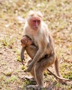 Bonnet Macaque Nursing Royalty Free Stock Photo