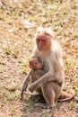 Bonnet Macaque Nursing Royalty Free Stock Photo