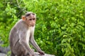 Bonnet Macaque on a Stone Royalty Free Stock Photo