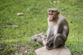 Bonnet Macaque Waiting alongside Road