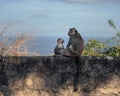 Bonnet macaque with its baby sitting on a wall, looking at the view with the sea in the background Royalty Free Stock Photo